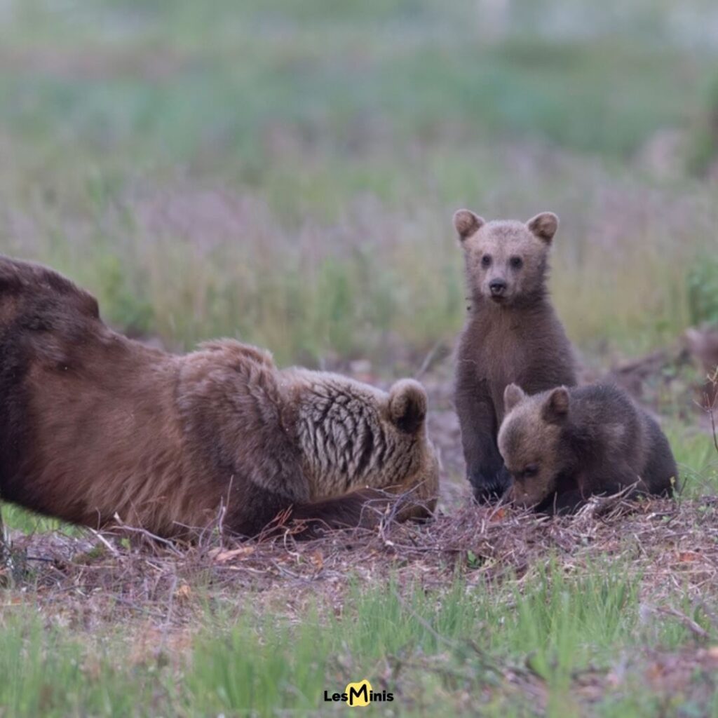 Ours brun creusant une fourmilière avec ses griffes puissantes pour capturer des milliers d'insectes