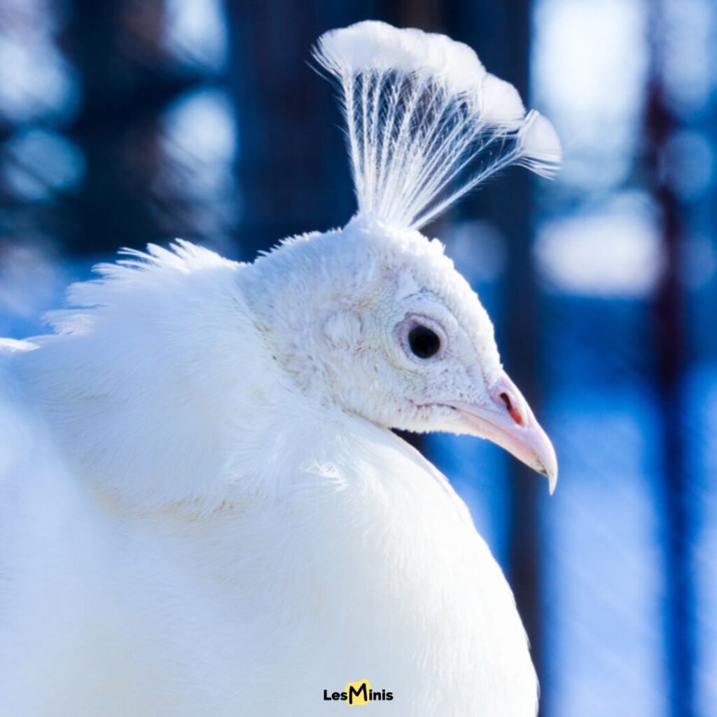 Paon blanc leucistique avec plumage immaculé déployé, oiseau rare aux couleurs extraordinaires