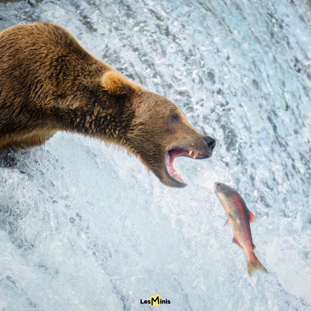 Ours brun attrapant un saumon argenté dans une rivière tumultueuse, technique de pêche spectaculaire