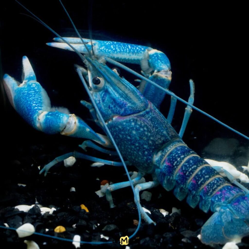 Homard bleu électrique rare mutation génétique, crustacé aux couleurs extraordinaires des océans