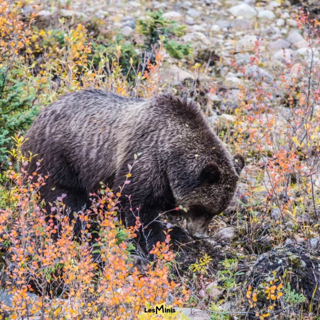Ours brun creusant profondément le sol forestier pour extraire des tubercules nutritifs avec ses griffes