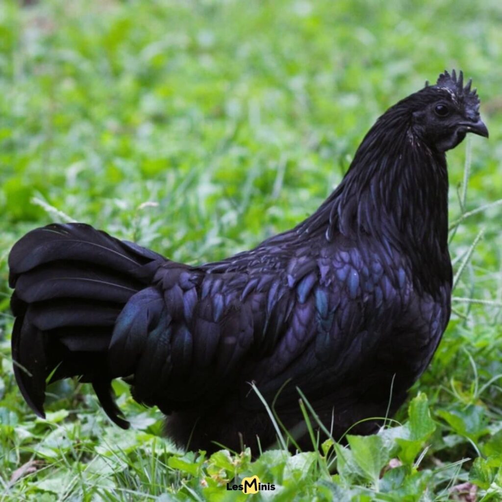 Coq Ayam Cemani entièrement noir d'Indonésie, volaille rare aux couleurs extraordinaires noires