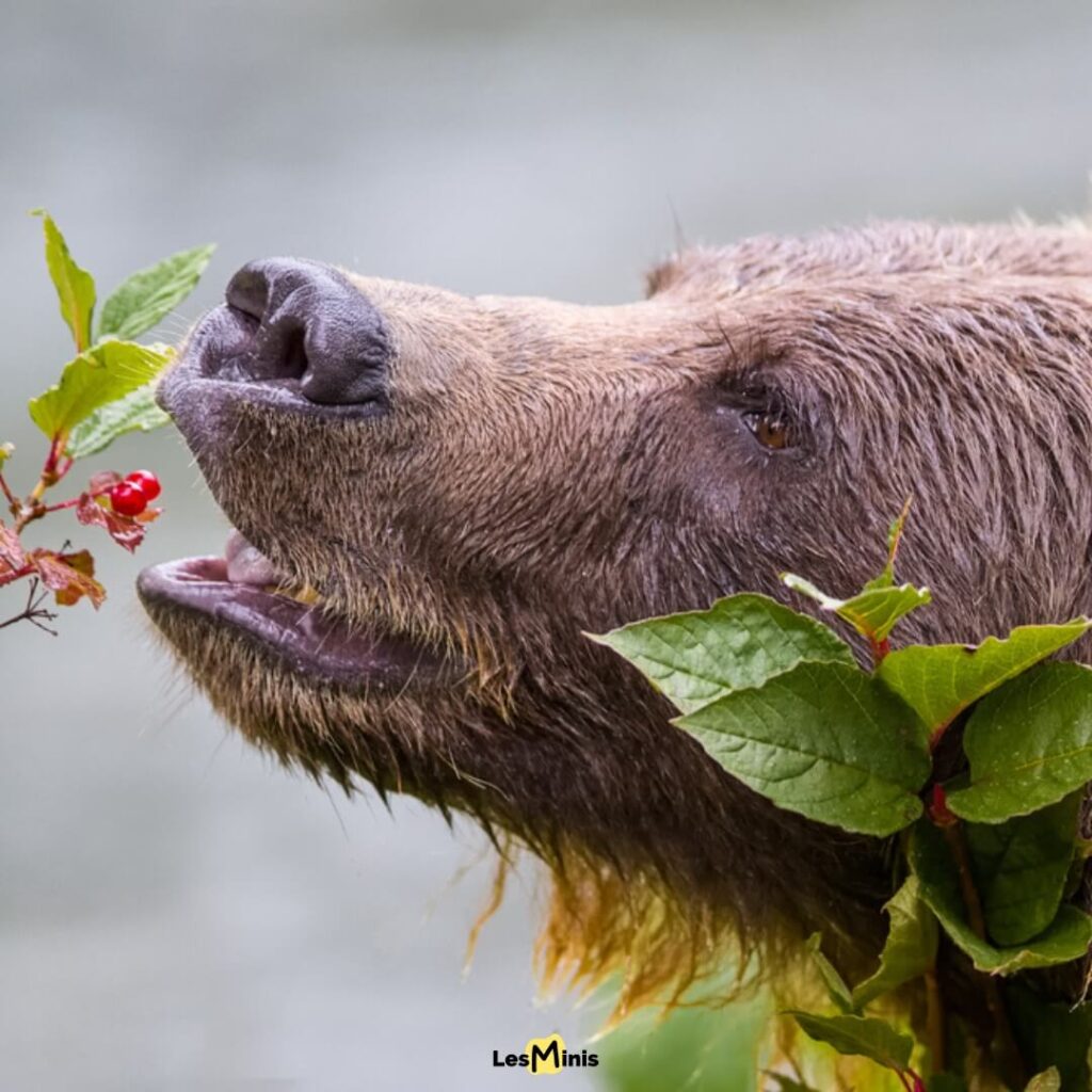 Ours brun dans un champ de mûres sauvages, démontrant son addiction automnale aux fruits sucrés