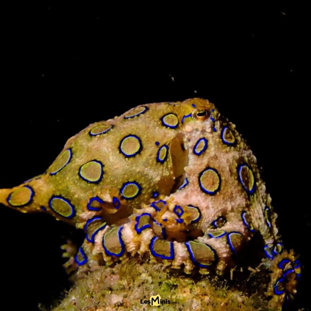 Pieuvre arc-en-ciel aux anneaux bleus, céphalopode maître du camouflage coloré des océans