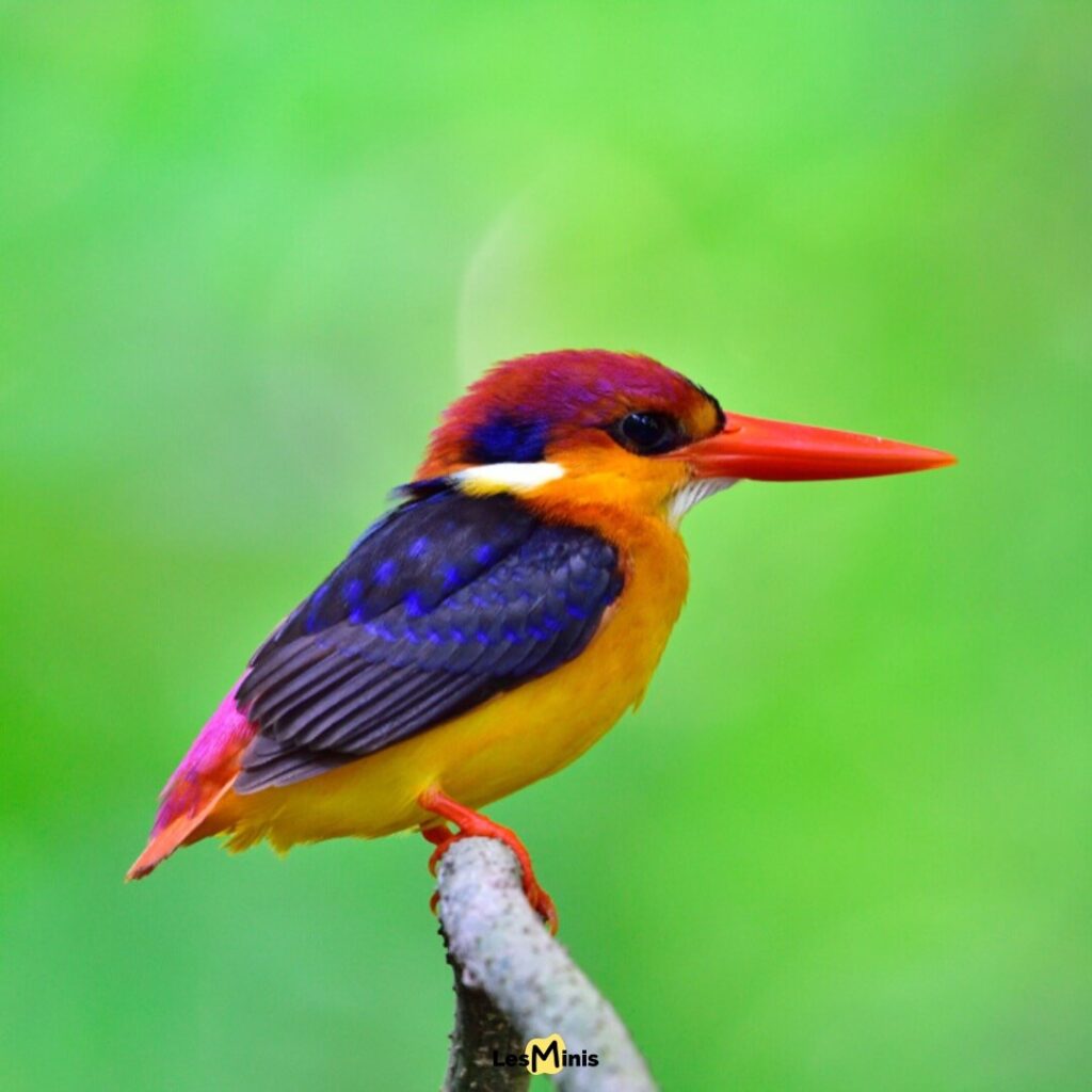 Martin-pêcheur pourpré miniature aux couleurs iridescentes violet orange, oiseau tropical coloré