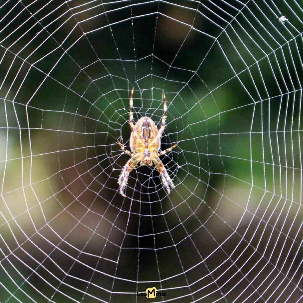 Comment les araignées tissent leur toile ? Secrets révélés