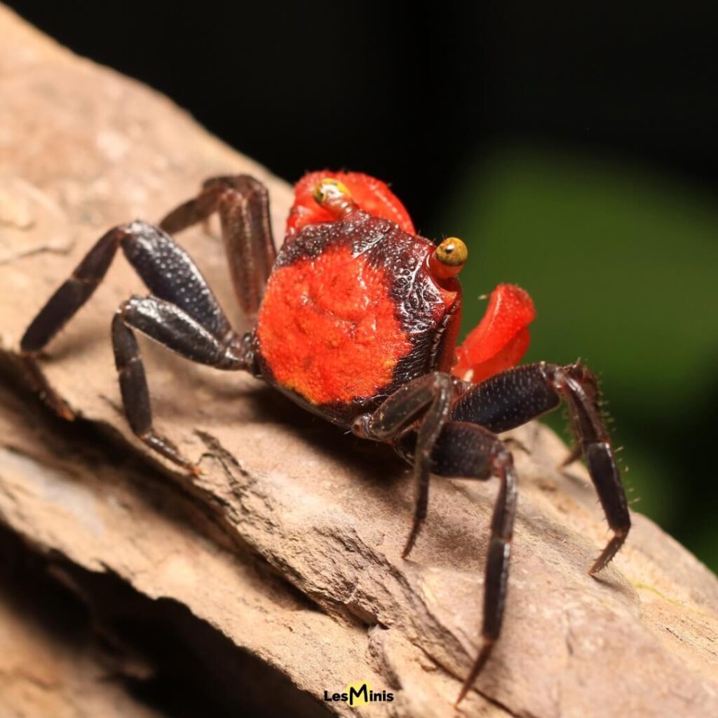 Crabe vampire géant rouge bleu violet des abysses, crustacé rare aux couleurs gothiques