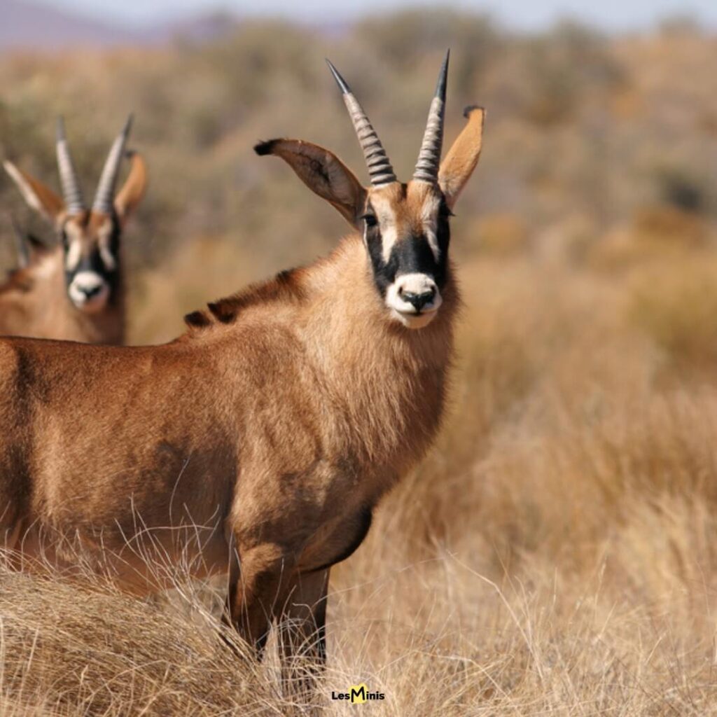 Antilope rouanne dans un paysage vallonné de savane - Aristocrate farouche des écotones