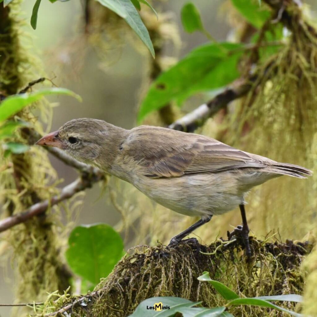 Camarhynchus pallidus pinson chirurgien