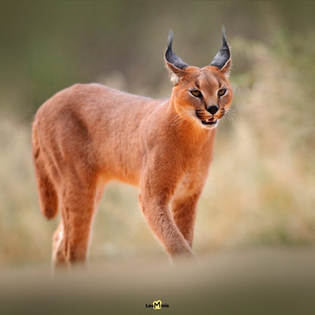 Caracal bondissant pour capturer un oiseau en vol - Prédateur acrobate de la savane aux oreilles caractéristiques