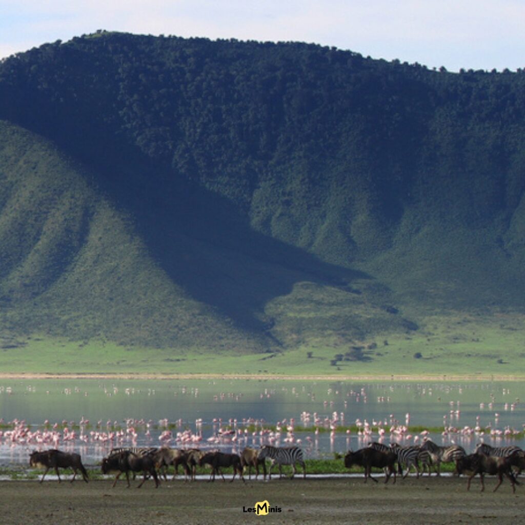 Rassemblement multi-espèces d'herbivores autour d'un point d'eau - Coexistence pacifique dans la savane