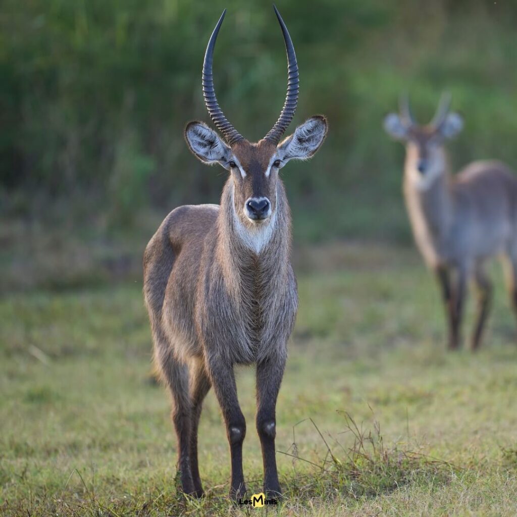 Cobe à croissant mâle près d'une rivière de la savane - Gardien des rives et antilope aquatique