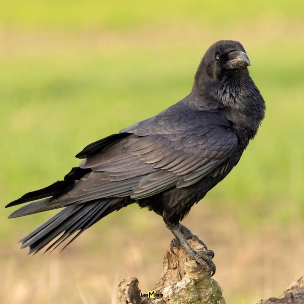 Corvus moneduloides Stnck Probe