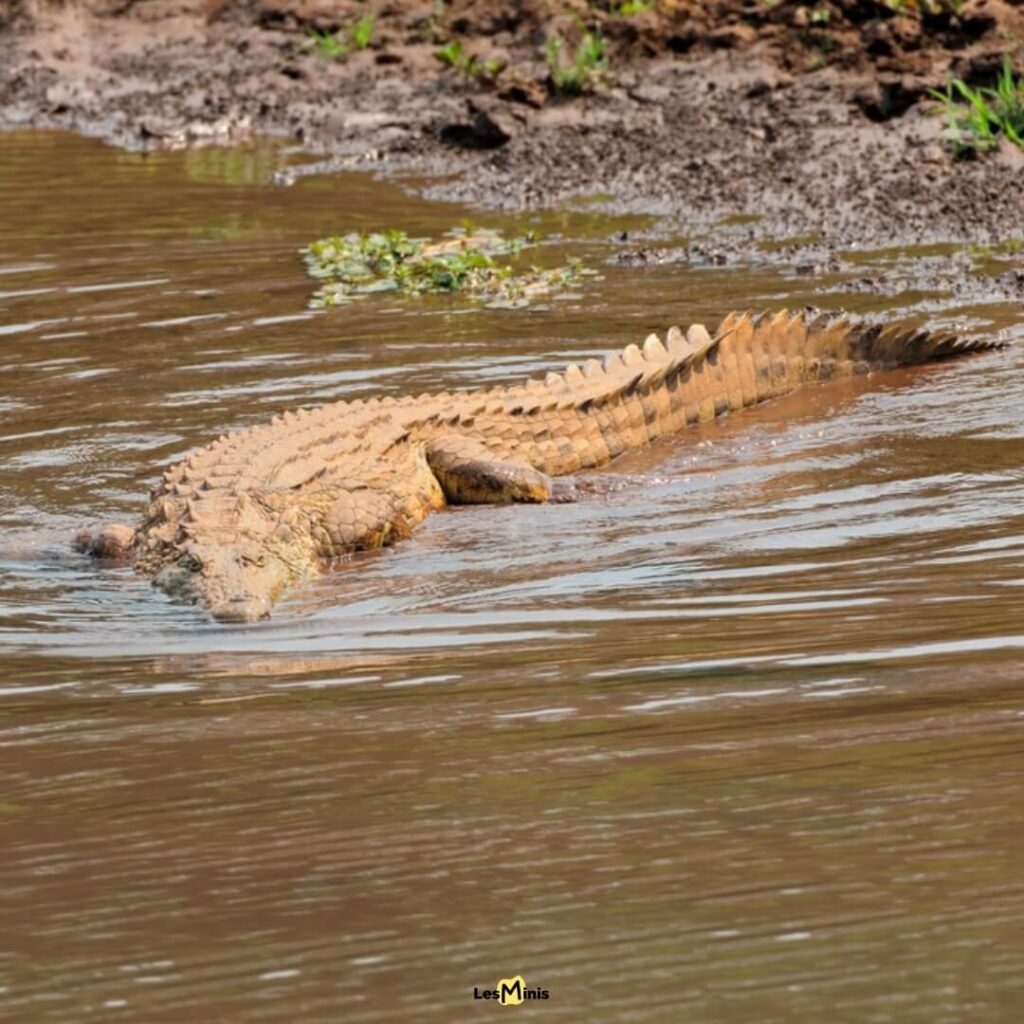 Crocodile du Nil en embuscade près d'un point d'eau de la savane - Prédateur aquatique ancestral