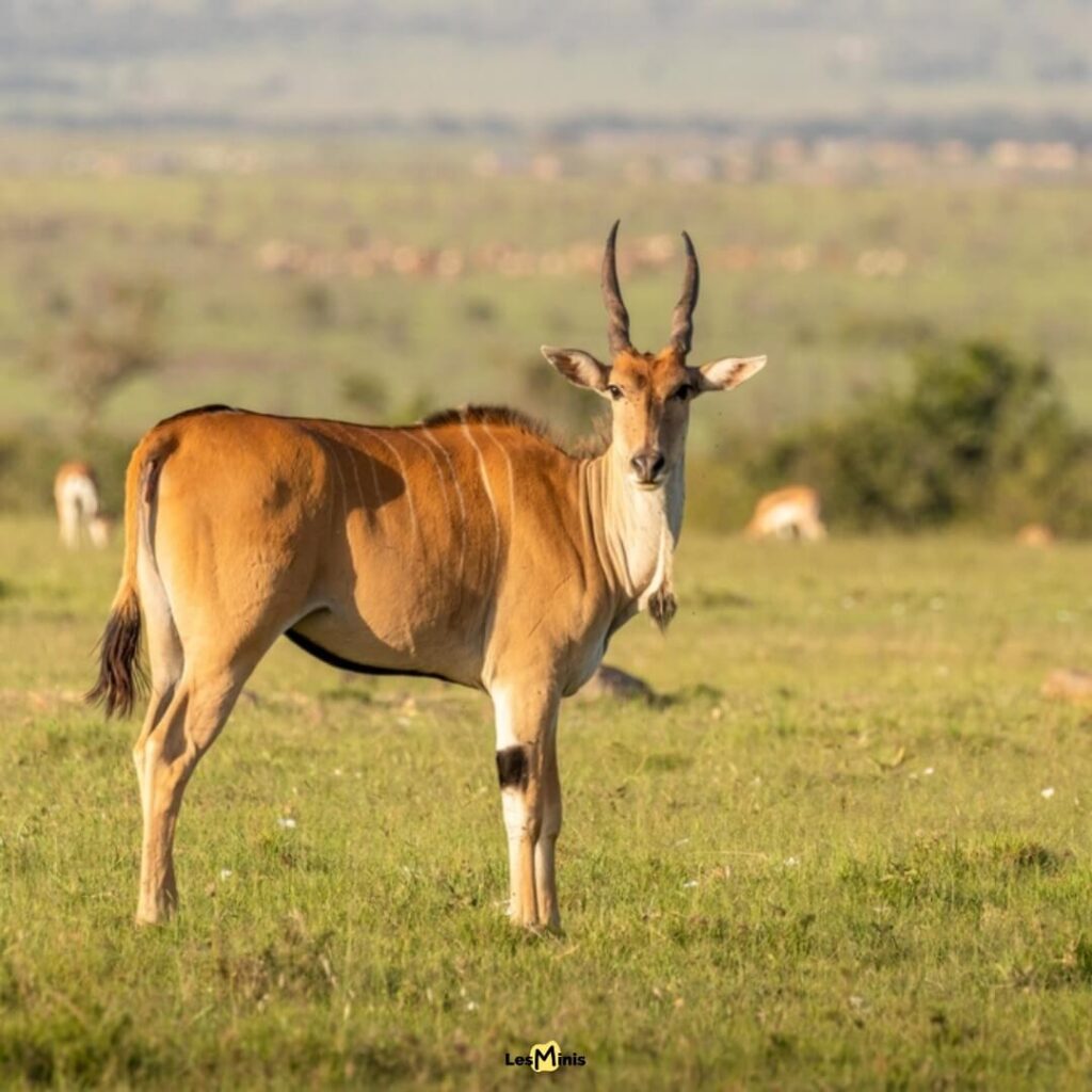 Éland du Cap en mouvement dans la savane - Plus grande antilope africaine et géant paisible