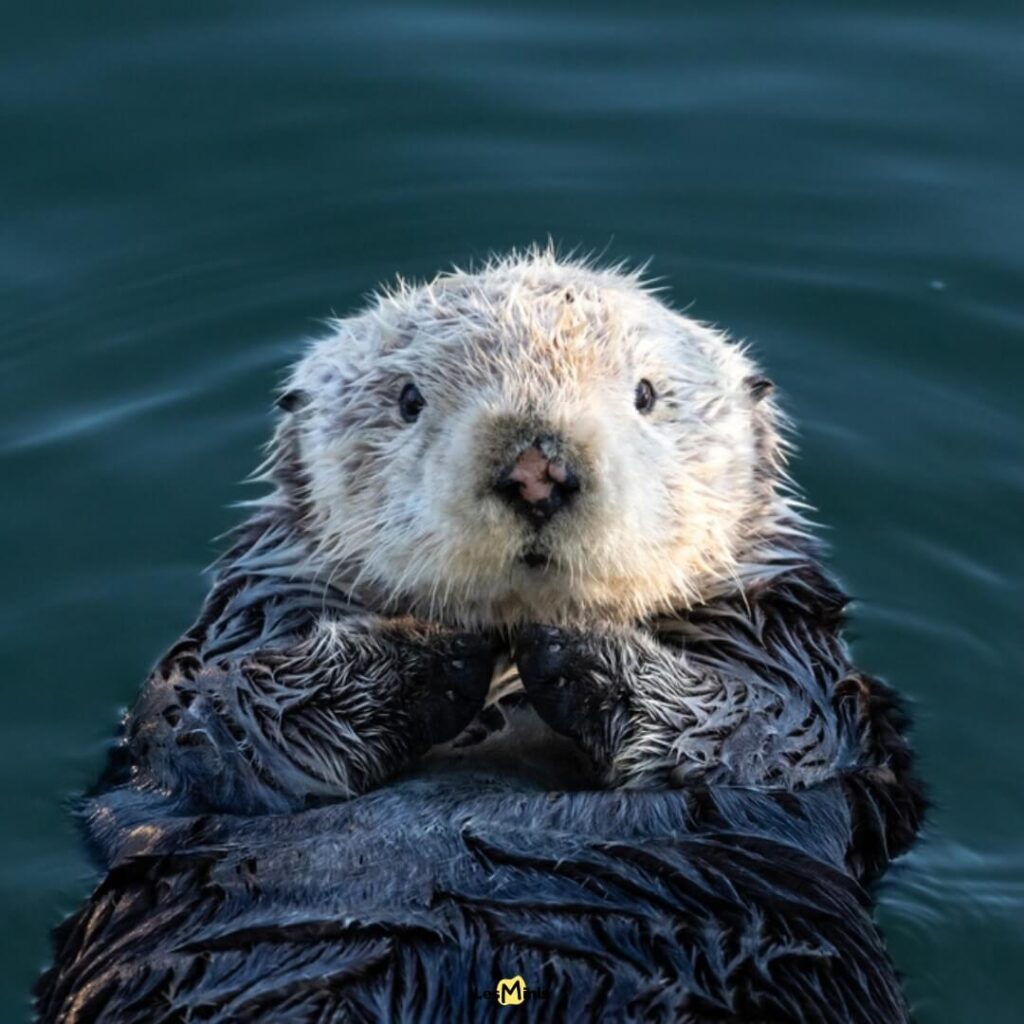 Enhydra lutris loutre mécanicienne,