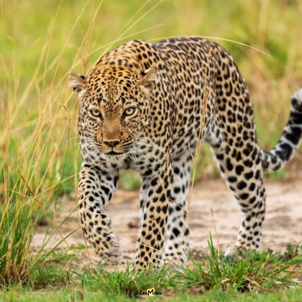 Léopard nocturne camouflé dans un arbre avec sa proie - Technique de chasse furtive des prédateurs solitaires