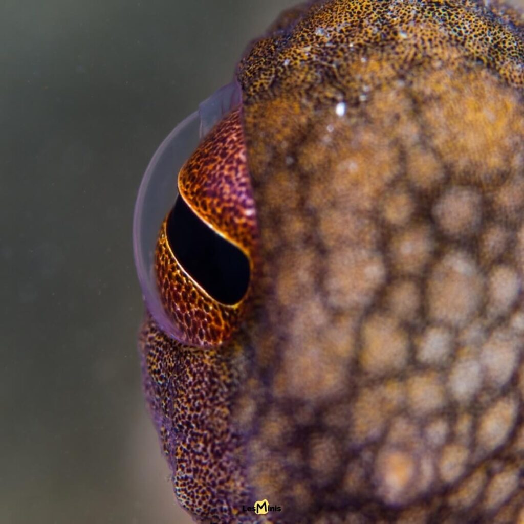 OCTOPUS VULGARIS poulpe architecte