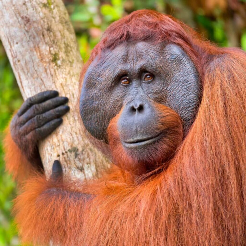 Pongo pygmaeus orang-outan bricoleur,