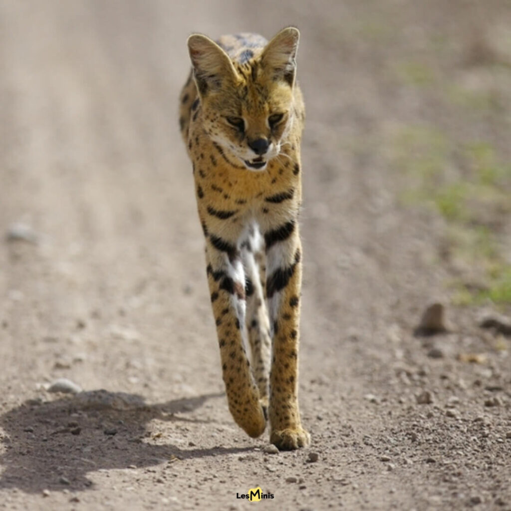 Serval aux longues pattes et grandes oreilles chassant dans les herbes hautes de la savane africaine