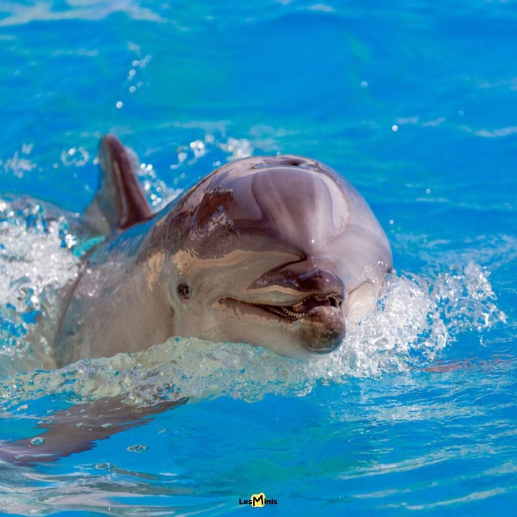 Tursiops aduncus dauphin équipé
