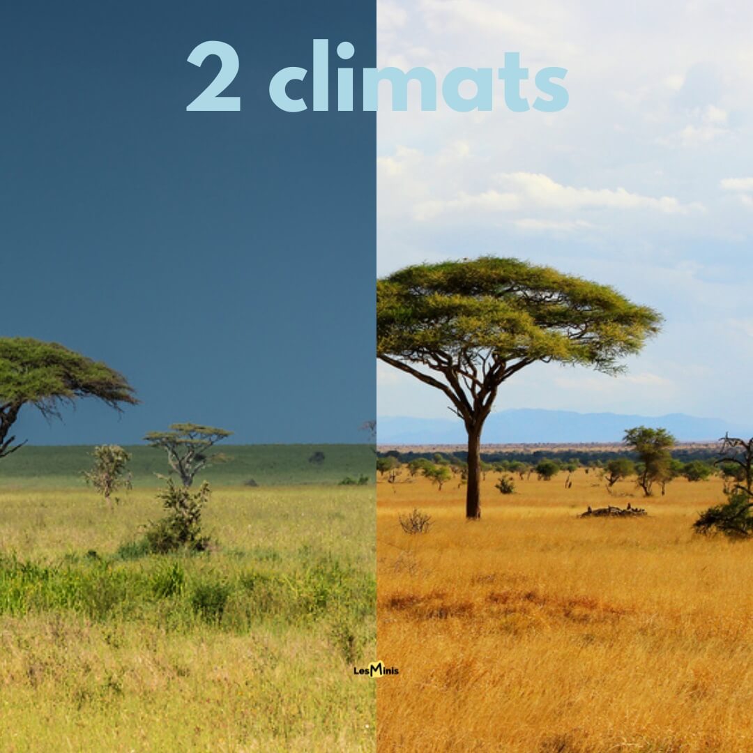 Savane Africaine : Guide Complet de Cet Écosystème Extraordinaire