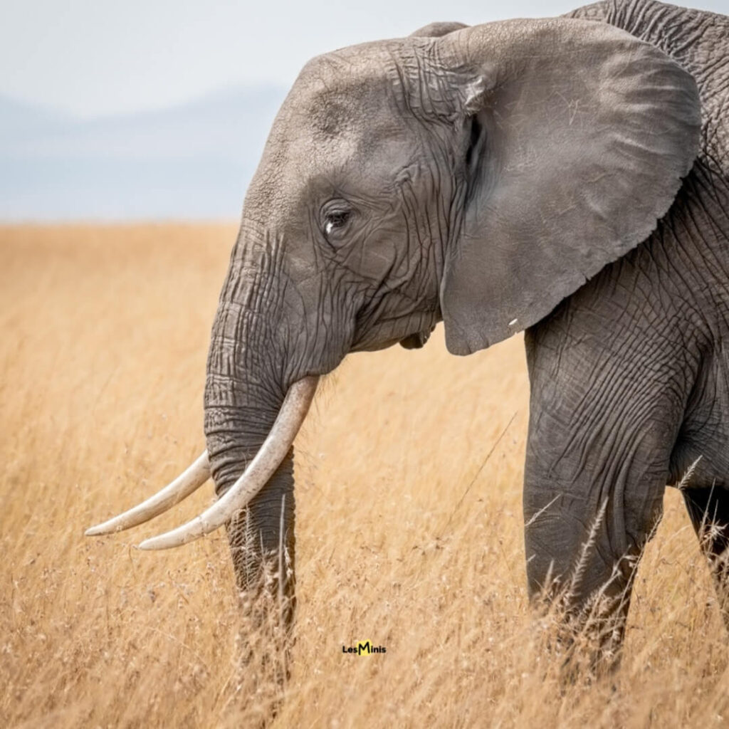 Famille d'éléphants africains avec matriarcal et éléphanteau près d'un baobab - Ingénieurs de l'écosystème savane