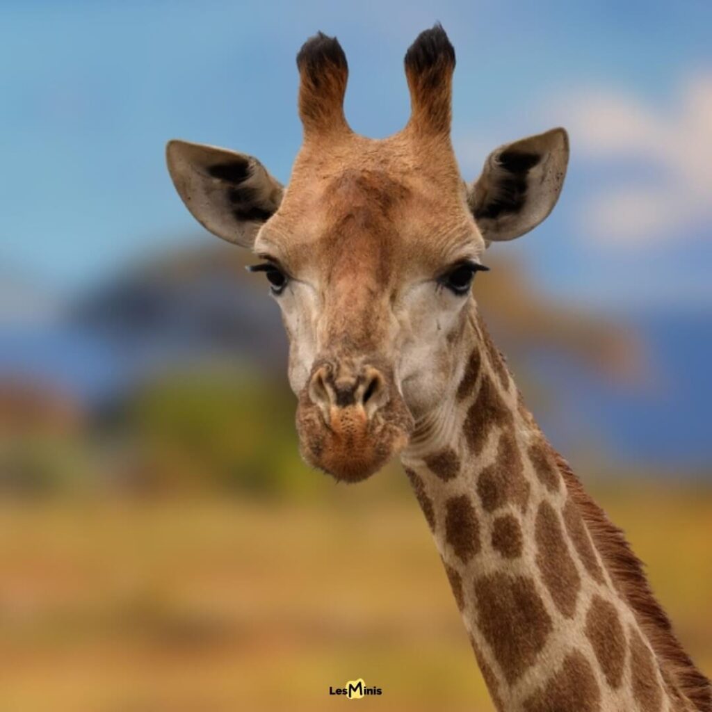 Girafe se nourrissant dans un acacia de la savane africaine - Architecte des hauteurs et jardinier de la canopée