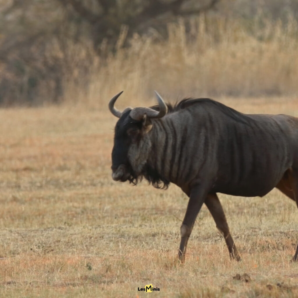 Grande migration des gnous traversant une rivière - Nomades perpétuels de la savane africaine