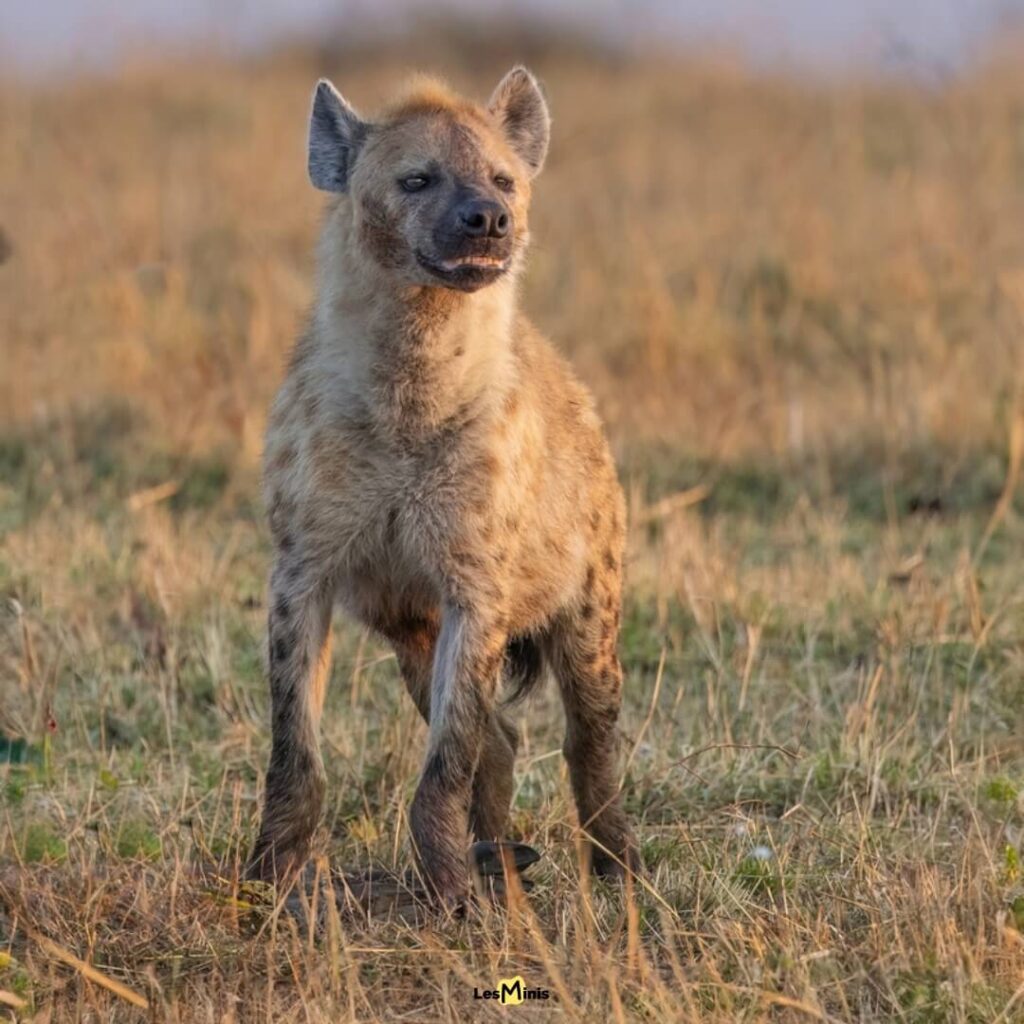 Clan de hyènes tachetées chassant en groupe coordonné dans la savane africaine - Prédateurs sociaux intelligents