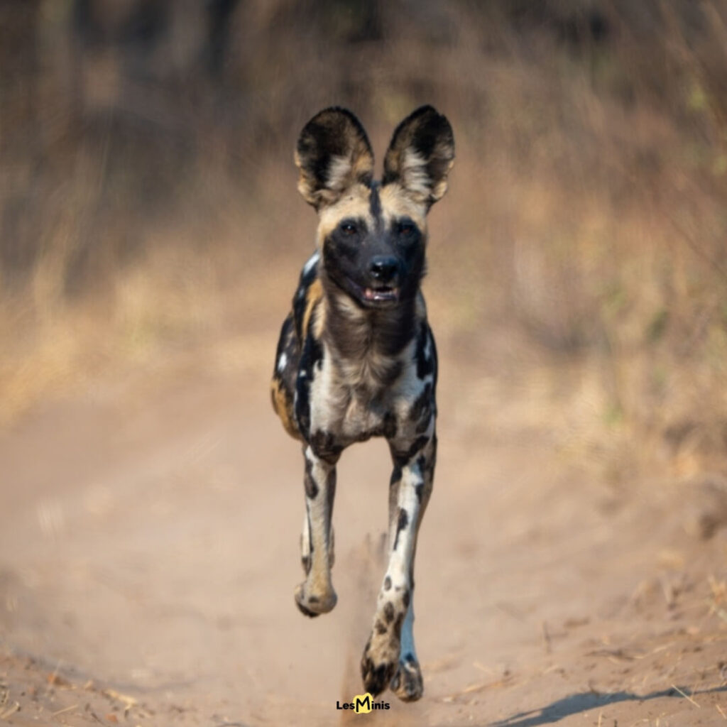Meute de lycaons poursuivant une gazelle en formation de chasse à l'endurance - Chiens sauvages africains
