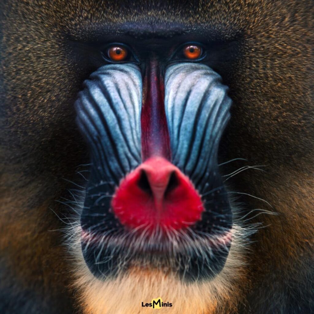 Mandrill mâle aux couleurs extraordinaires avec visage bleu électrique et nez rouge vif, primate le plus coloré du monde