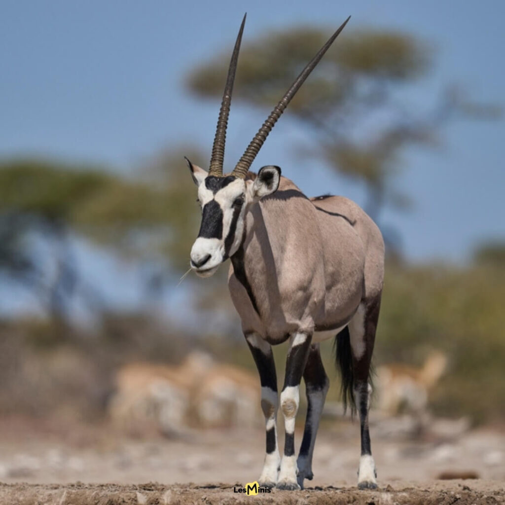 Oryx gazelle dans un environnement aride de la savane - Survivaliste du désert et maître de l'adaptation