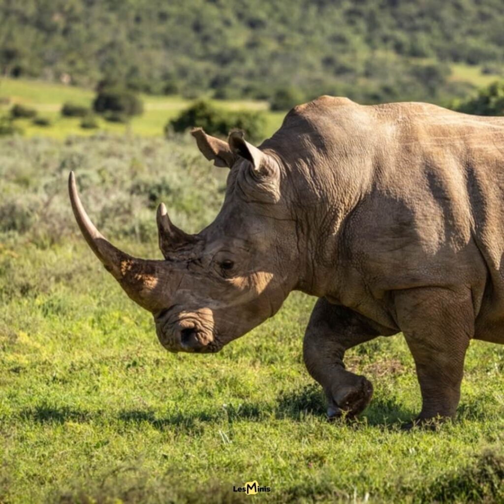 Rhinocéros blanc mâle dans la savane africaine - Bulldozer préhistorique et gestionnaire de végétation