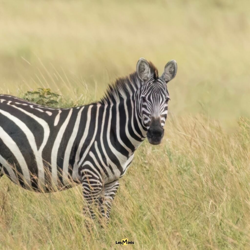 Zèbre des plaines en mouvement dans la savane dorée - Sentinelle rayée et équidé unique d'Afrique