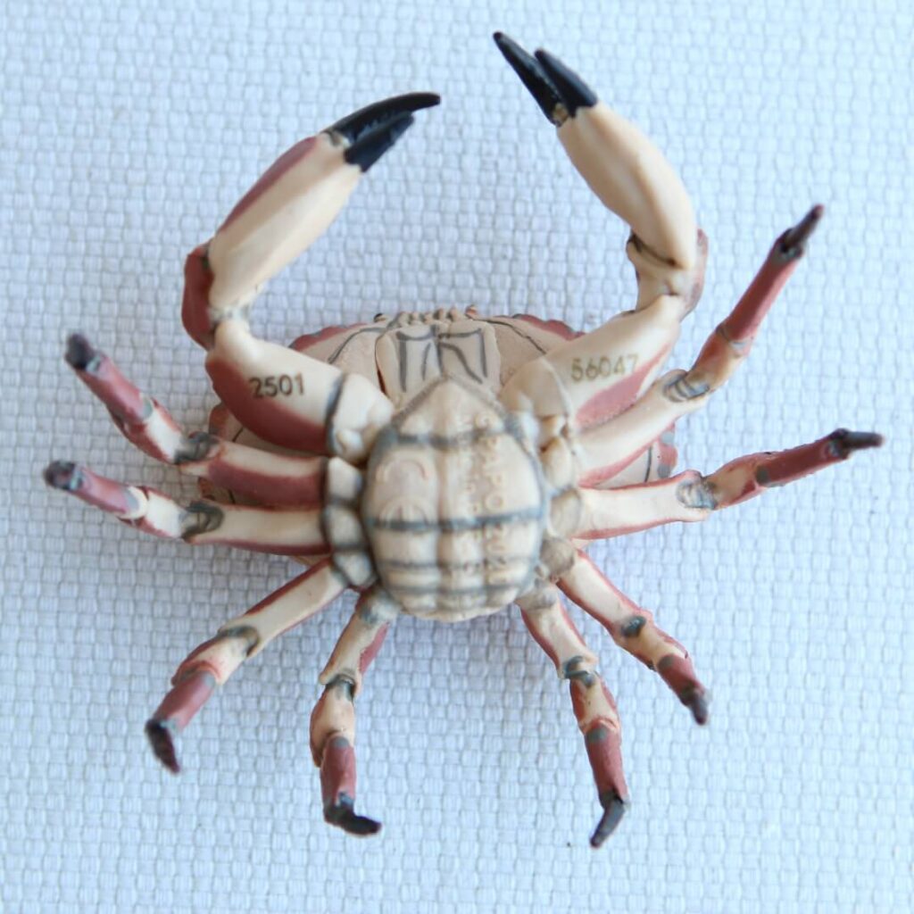 ouet crabe réaliste Papo figurine crustacé littoral pinces asymétriques carapace chitine invertébré marin collection fonds