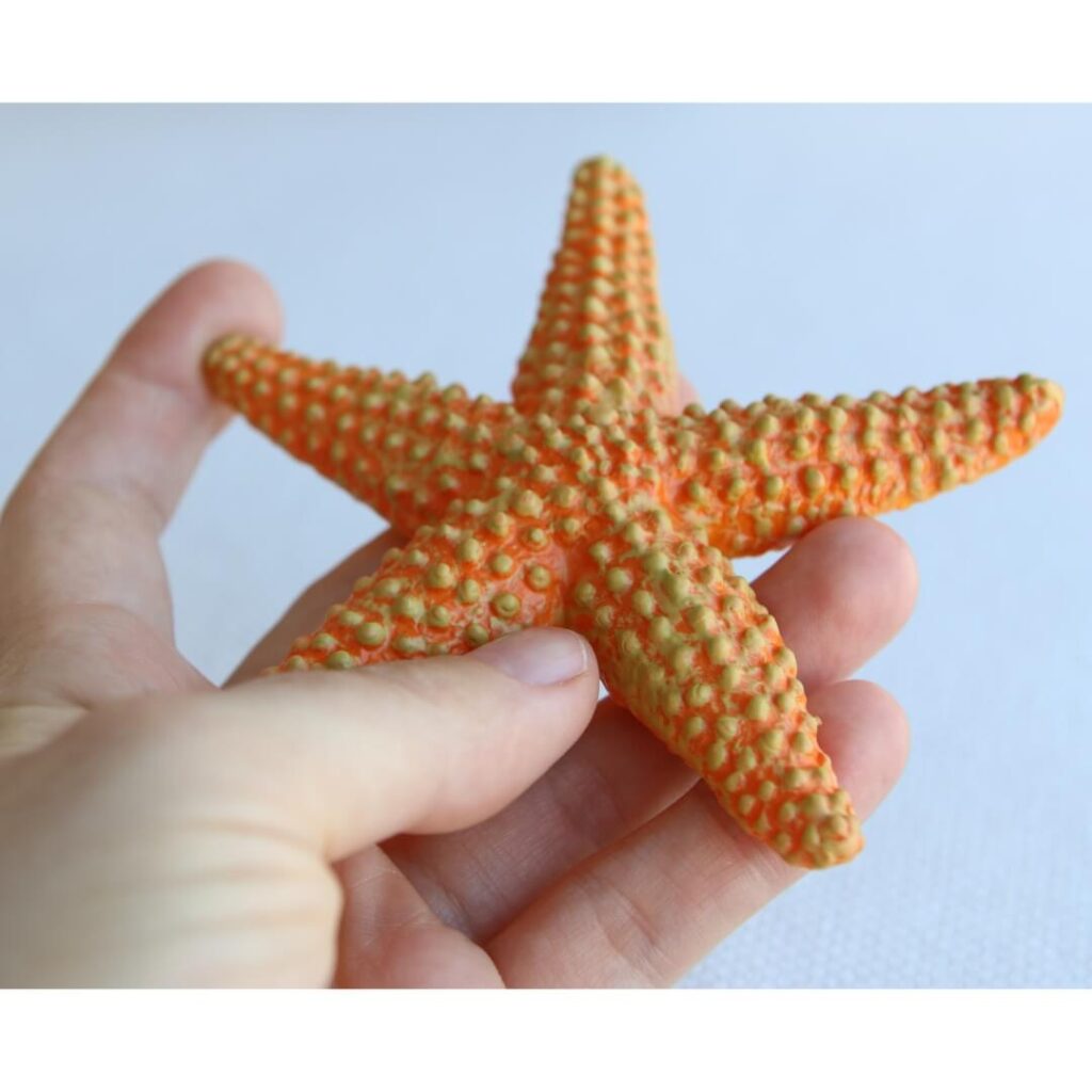 Figurine étoile mer Safari 276829 ultra réaliste jouet échinoderme 5 bras régénération invertébré marin sans squelette