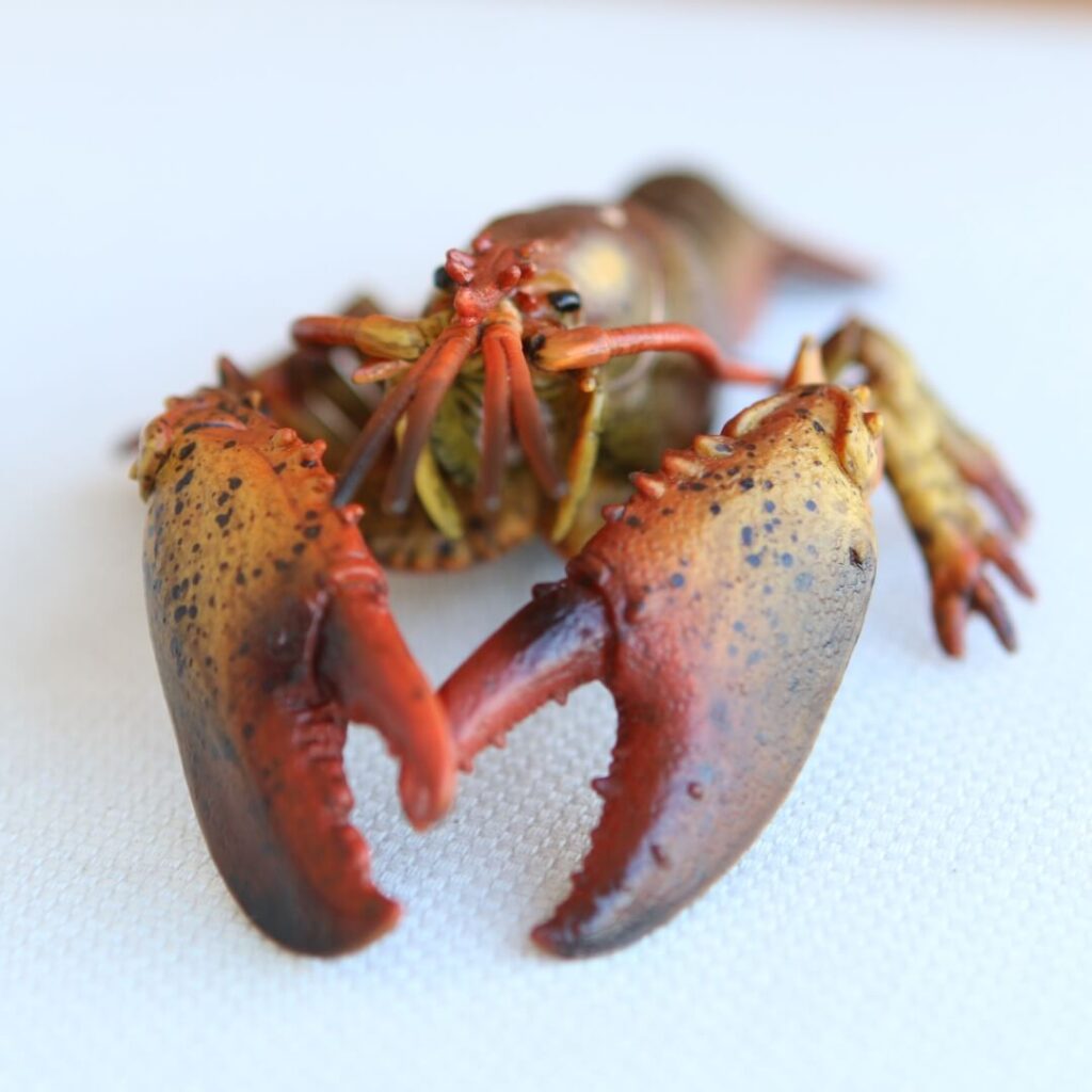 Jouet homard ultra réaliste CollectA figurine crustacé noble pinces broyeuse coupante invertébré marin collection océan