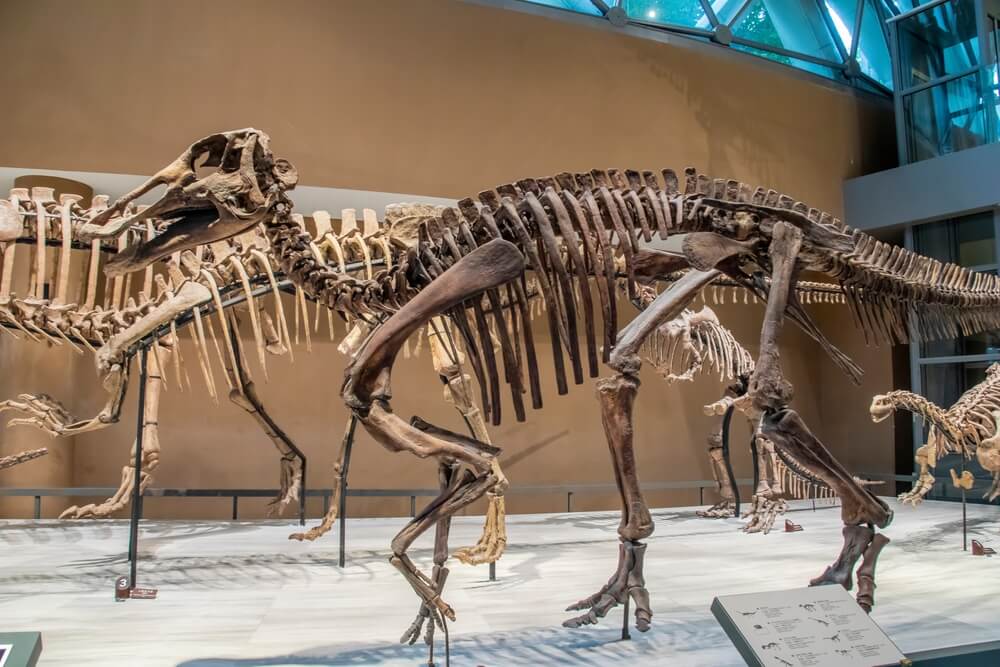 Troupeau d'Edmontosaurus (hadrosaures à bec de canard) se nourrissant en groupe au bord d'une rivière du Crétacé supérieur