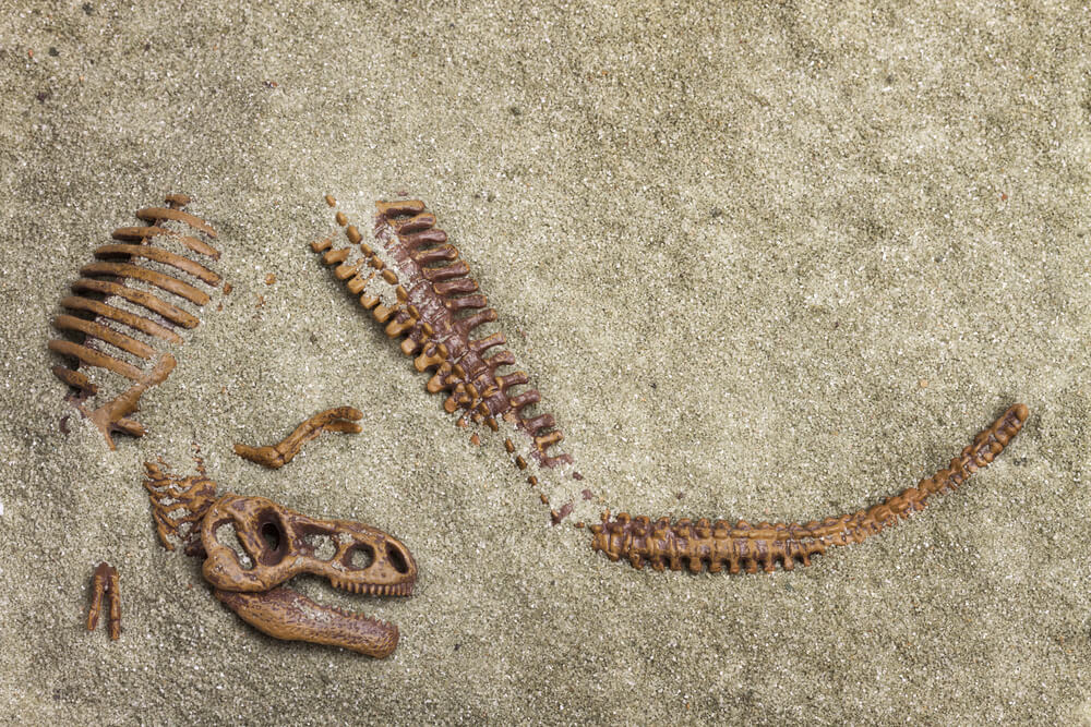Paléontologues excavant un fossile de Tyrannosaurus rex dans la Formation Hell Creek au Montana, site majeur du Crétacé terminal