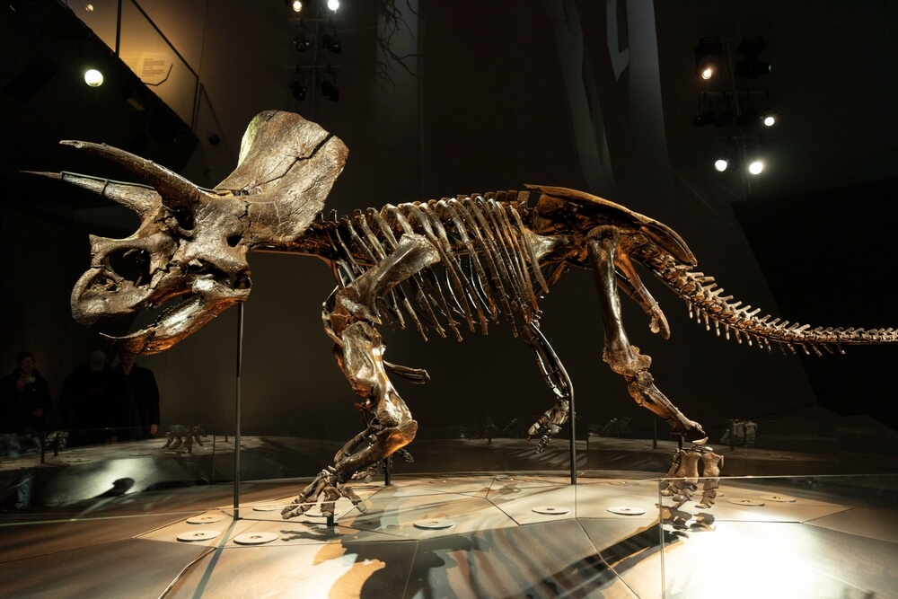 Squelette fossilisé complet de Triceratops exposé dans un musée montrant le crâne avec trois cornes et la collerette osseuse