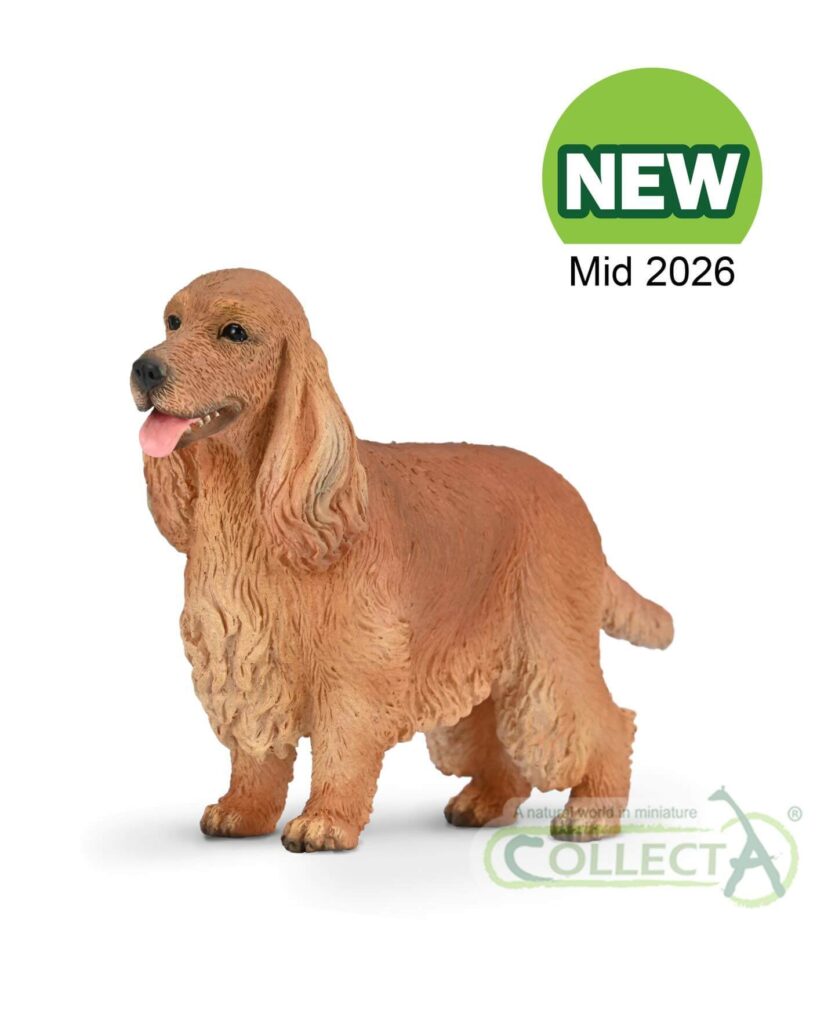 English Cocker Spaniel Collecta 2026 - Figurine chien golden poil soyeux tempérament chasse gibier
