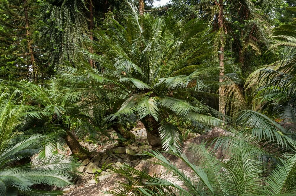 Mésozoïque plantes vertes des Cycas dans une forêt tropicale