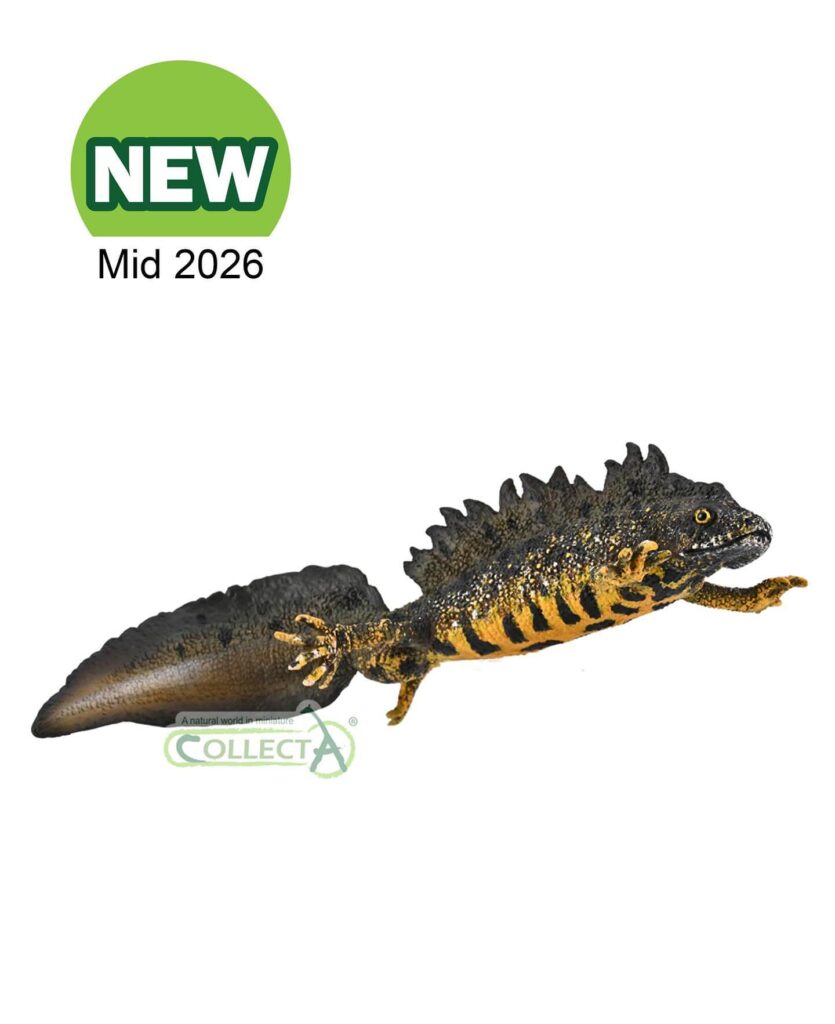 Triton à crête Collecta 2026 - Figurine amphibien Great Crested Newt ventre orange espèce protégée museum-quality