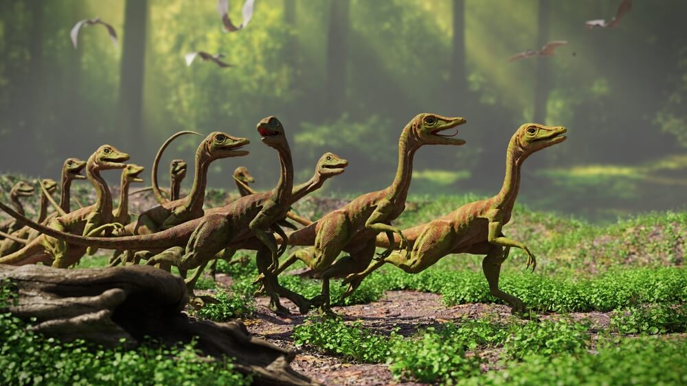 Compsognathus