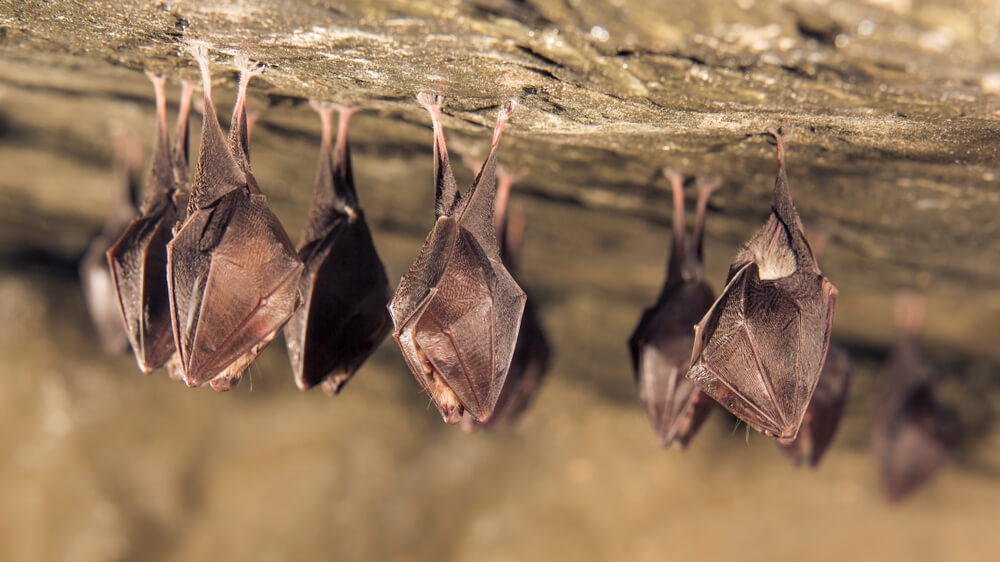 chauve souris en hibernation