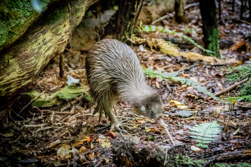 kiwi 'animal oisseau qui cherche a mangé