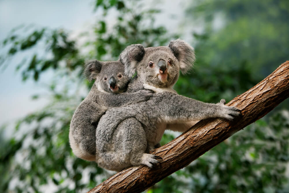 Koala femelle avec son bébé sur une branche