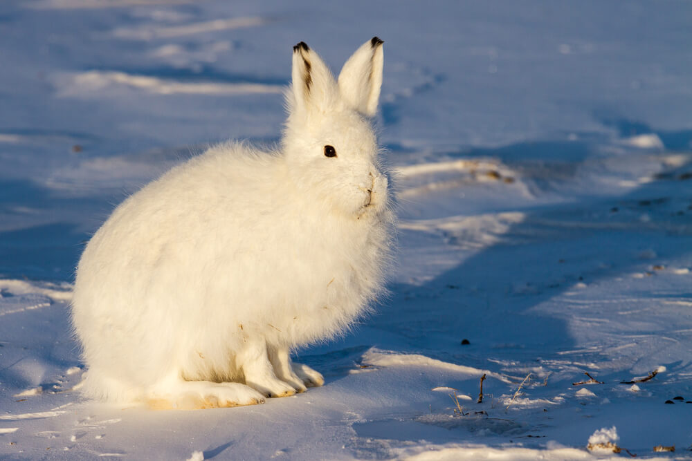 lièvre arctique