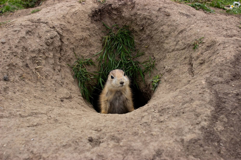 marmotte qui sort de son terrier